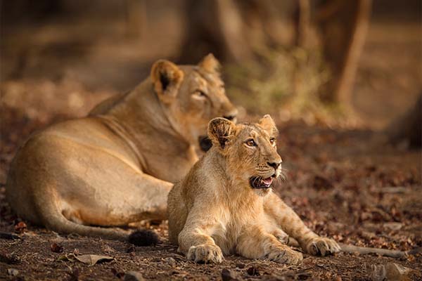 Hire Tempo Traveller in Ahmedabad to Gir National Park