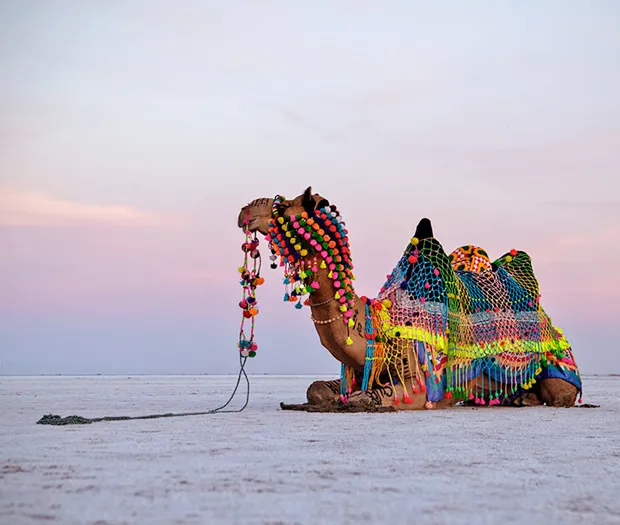 Ahmedabad to Rann of Kutch