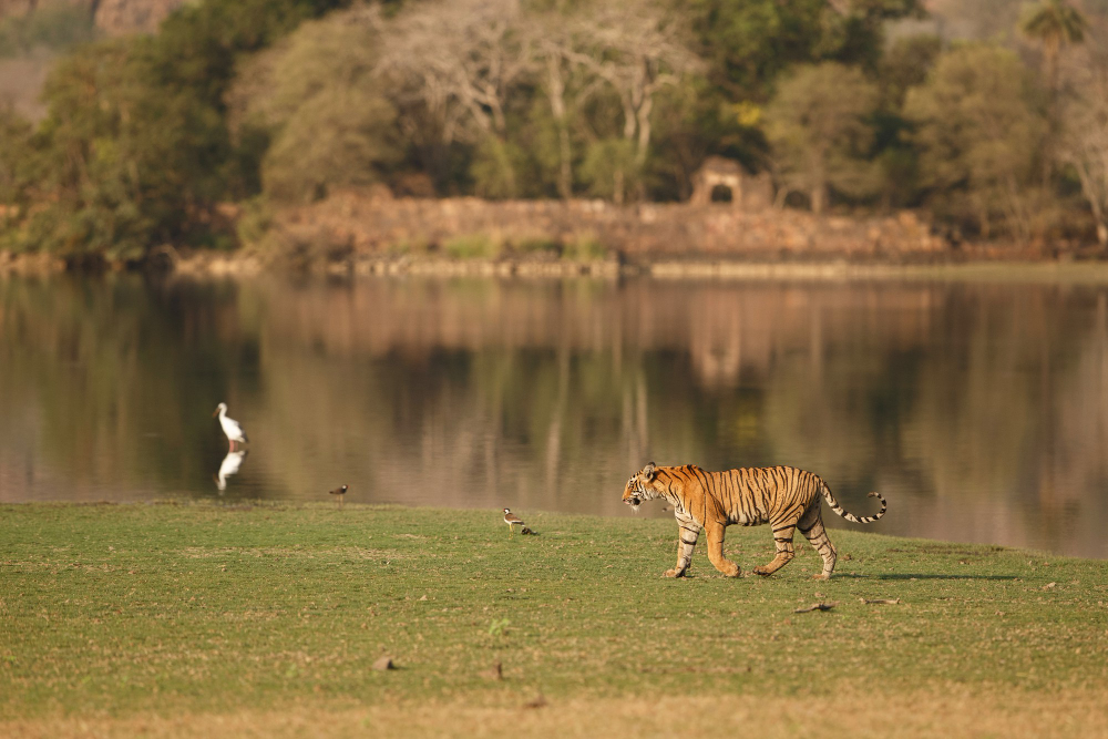 Top 5 National Parks of Gujarat for Wildlife Sanctuaries